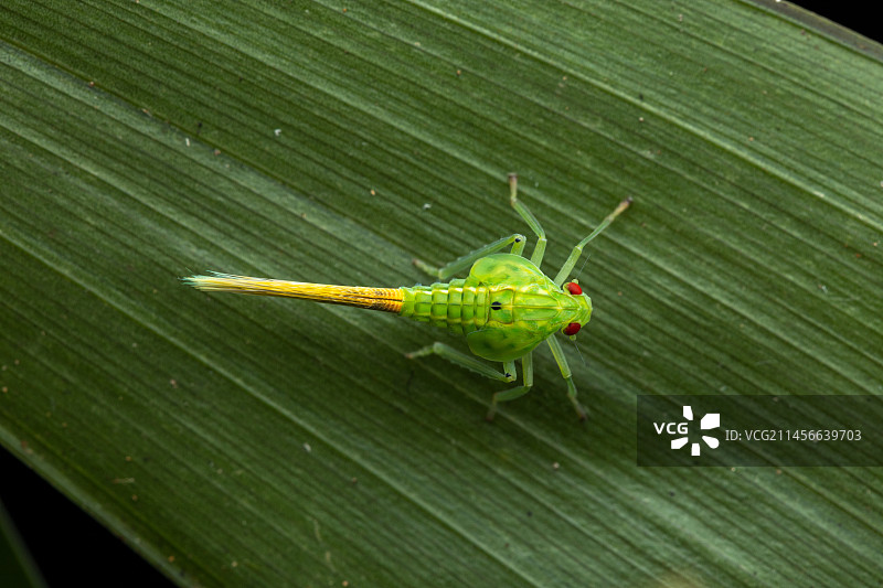 Analamazaotra的灯笼蝇若虫，阿拉奥特拉-芒古鲁，马达加斯加图片素材