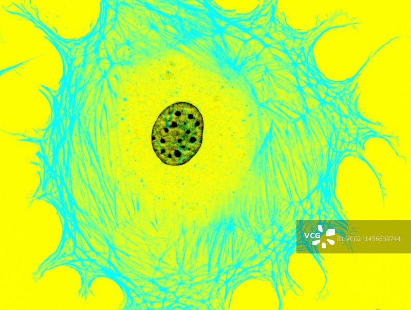 成纤维细胞，荧光显微照片图片素材