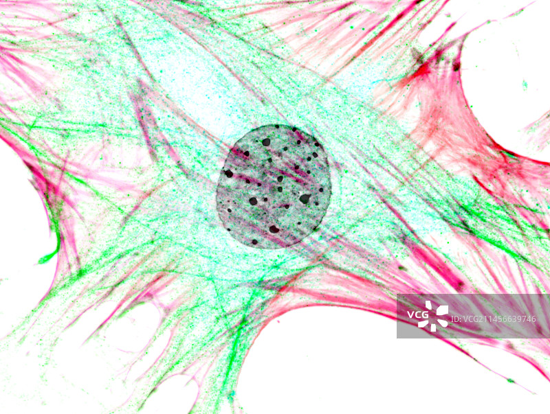 成纤维细胞，荧光显微照片图片素材