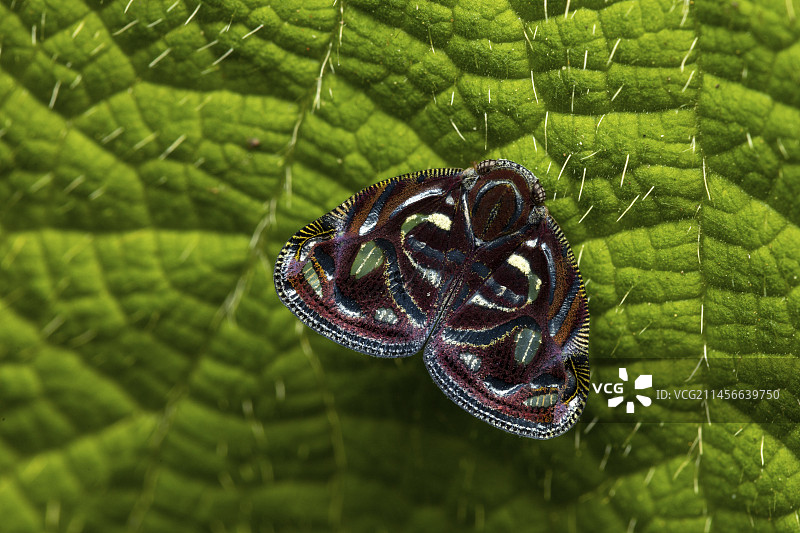 马达加斯加阿拉奥特拉-曼古罗区Analamazaotra的褐飞虱图片素材