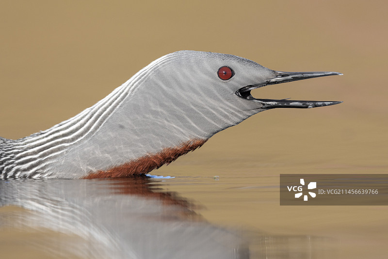 红喉潜鸟（Gavia stellata），繁殖羽成鸟特写，冰岛西部地区图片素材