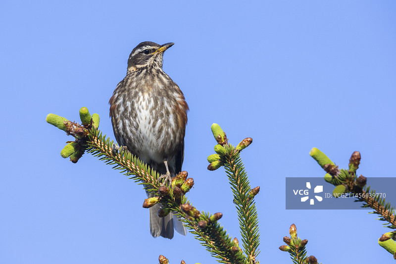 红翼鸫栖息在云杉树上，冰岛首都区图片素材