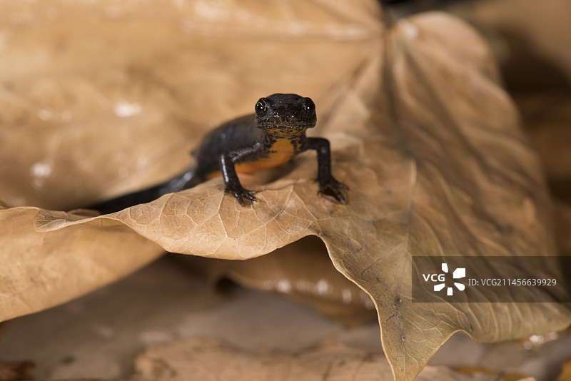 意大利利古里亚，处于陆生阶段的高山疣螈雌性个体攀爬在湿叶上图片素材