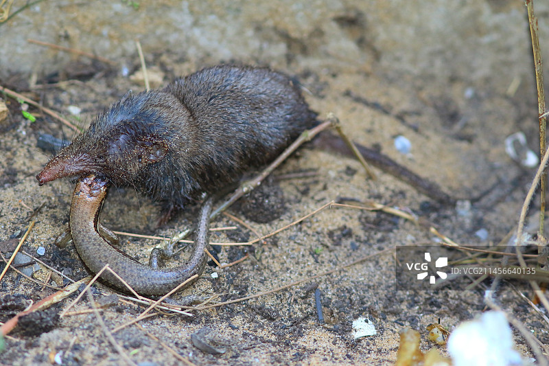 非洲巨型鼩鼱（Crocidura olivieri）正在吃蜥蜴，卡萨芒斯，塞内加尔图片素材
