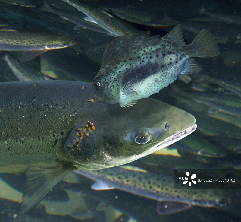 圆鳍鱼，从大西洋鲑鱼身上捕食鲑鱼虱图片素材