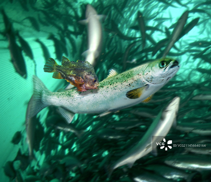 大西洋鲑鱼养殖场中，圆鳍鱼捕食鲑鱼体上的鲑鱼虱图片素材