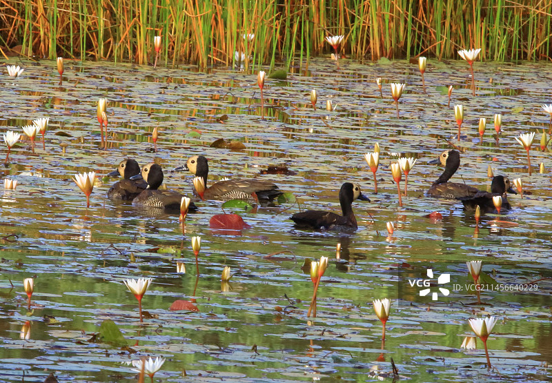 水面上的白脸啸鸭，卡萨芒斯，塞内加尔图片素材