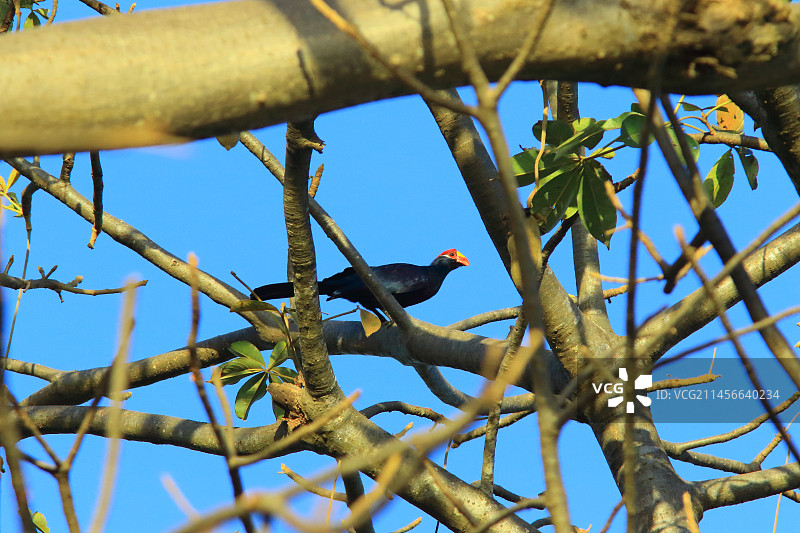 塞内加尔卡萨芒斯，树枝上的紫蕉鹃（Musophaga violacea）图片素材