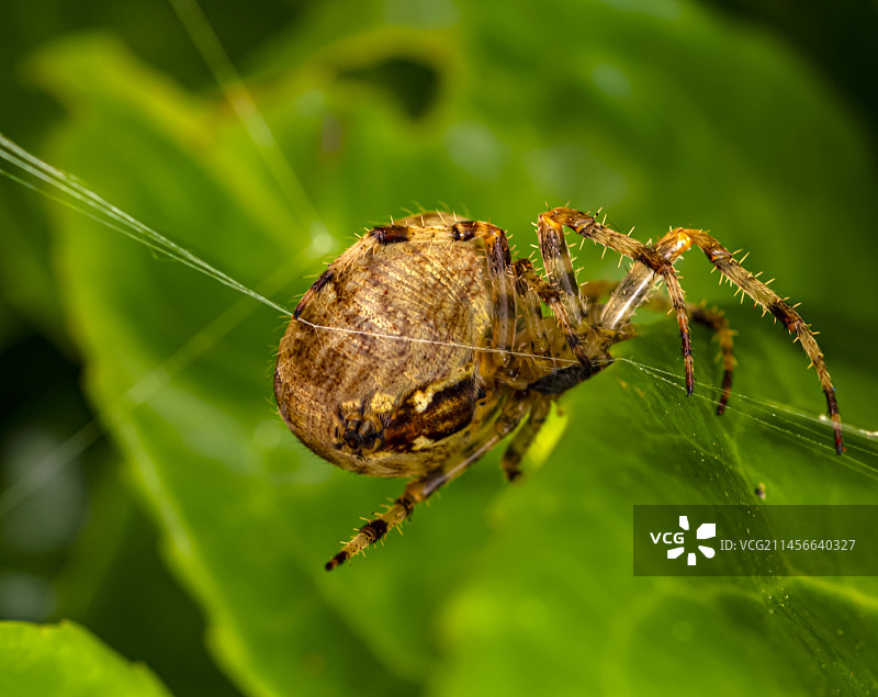 蜘蛛丝上的园蛛图片素材
