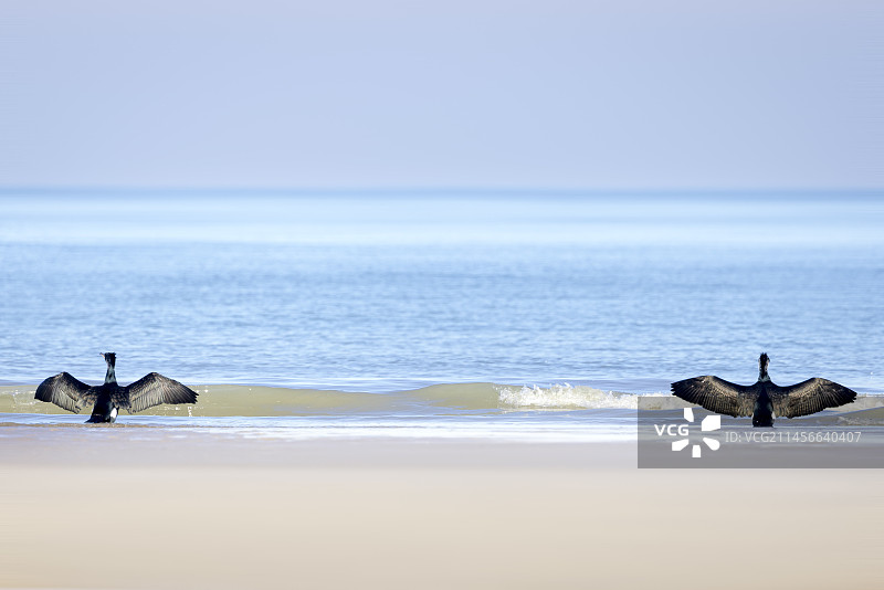 在法国加来海峡奥帕尔海岸桑加特海滩上晾晒翅膀的鸬鹚图片素材