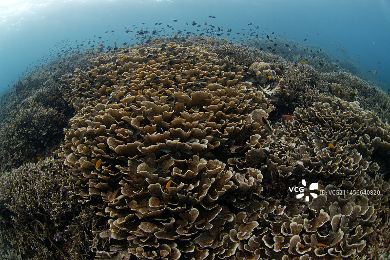 印度尼西亚拉贾安帕特礁石上的扭曲莴苣珊瑚图片素材