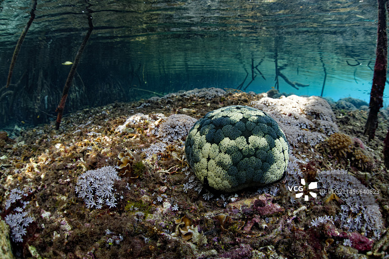 红树林中的海胆，拉贾安帕，印度尼西亚图片素材