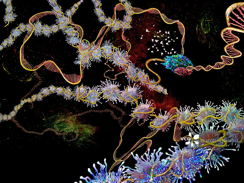 DNA转录图示图片素材