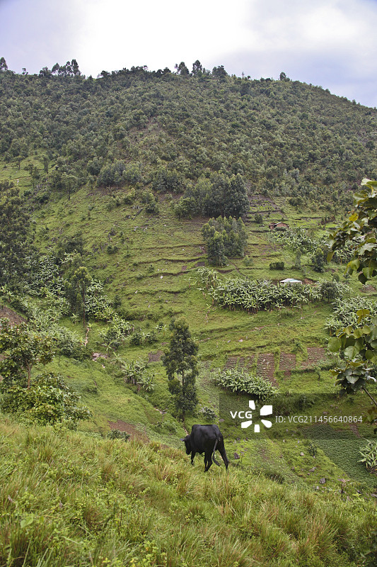 乌干达卡巴莱峡谷图片素材