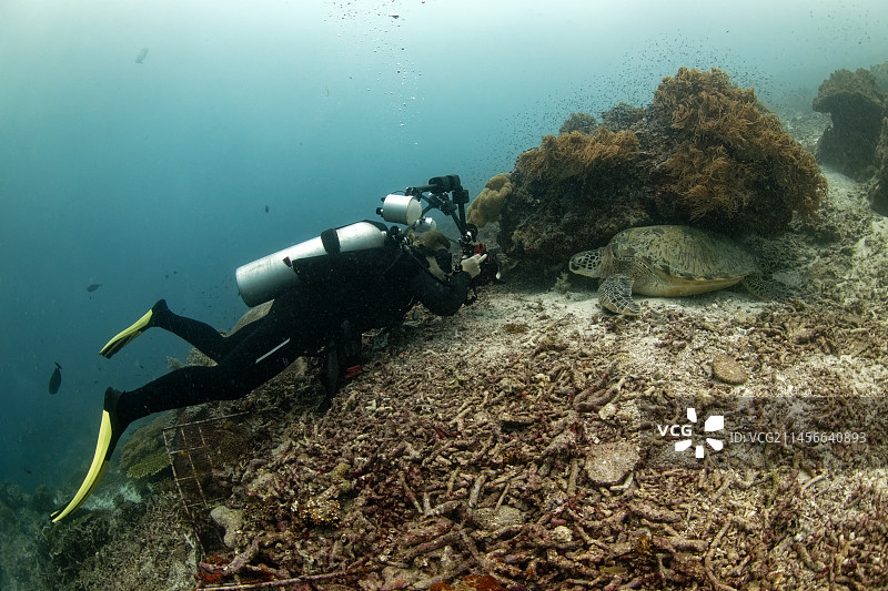 潜水员摄影师与绿海龟，拉贾安帕，印度尼西亚图片素材