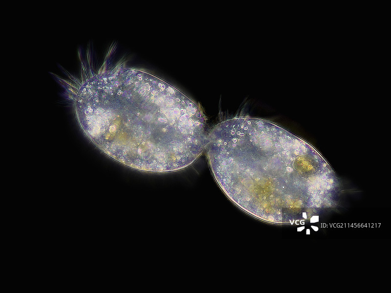 纤毛虫原生动物通过裂变繁殖，光学显微照片图片素材