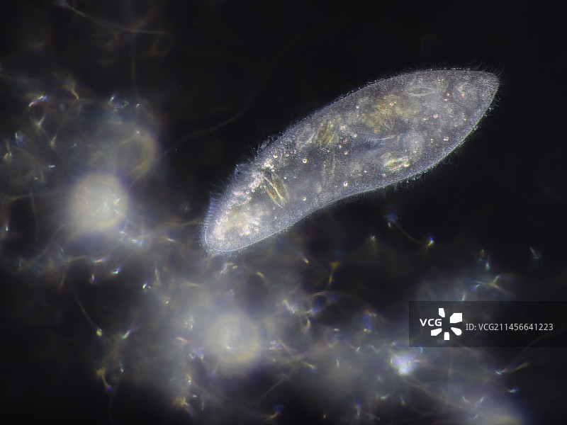 尾草履虫显微照片图片素材