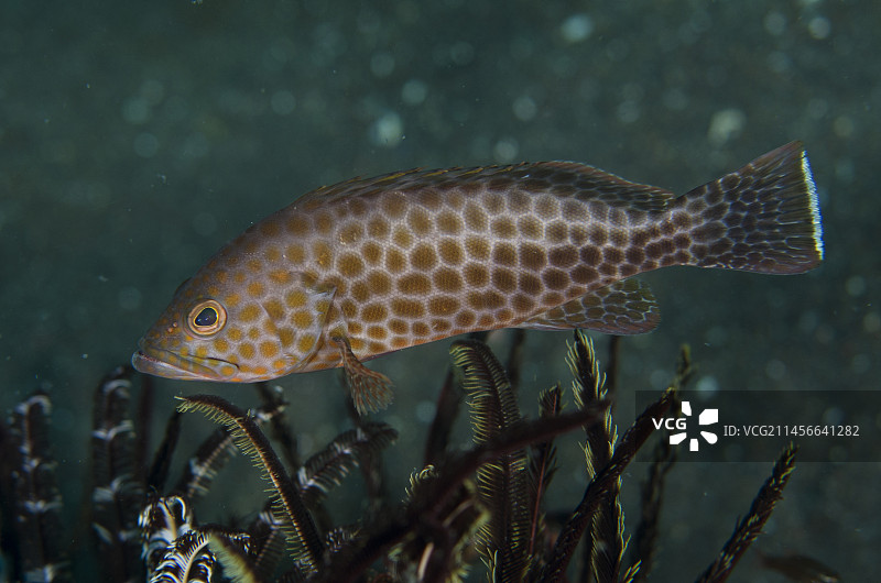 印度尼西亚巴厘岛云石斑鱼图片素材