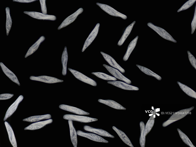 尾草履虫群的光学显微照片图片素材