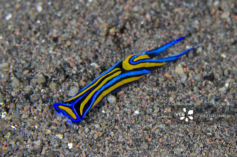 燕尾头盾海蛞蝓，位于印度尼西亚巴厘岛卡朗阿森摄政，图兰奔潜水点，印度洋图片素材