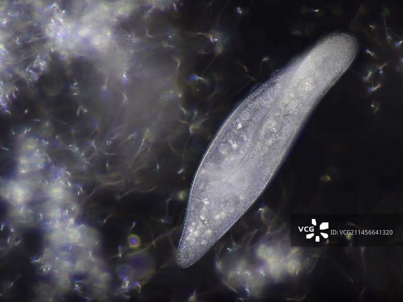 尾草履虫显微照片图片素材