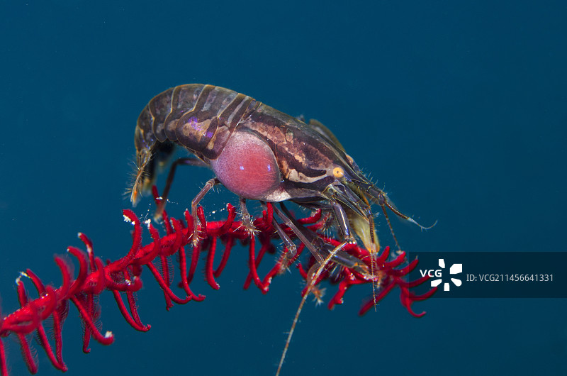 印尼巴厘岛珊瑚花园的斯氏snapping虾图片素材