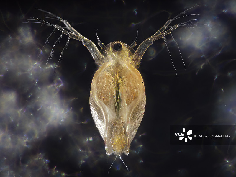 水蚤显微照片图片素材