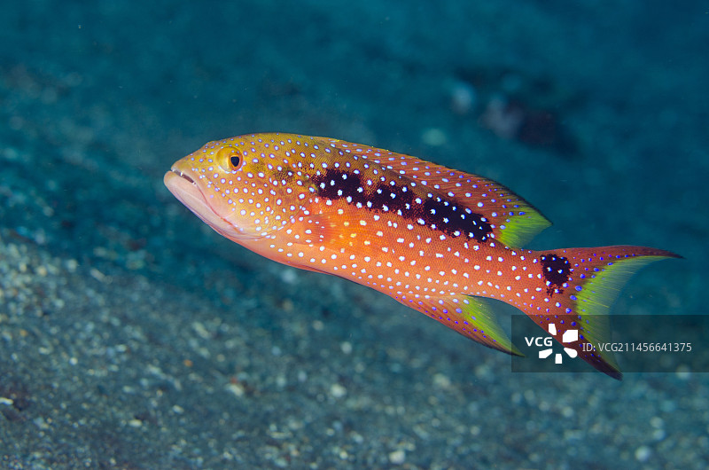 加冕石斑鱼，图兰奔自由号沉船潜水点，印度尼西亚巴厘岛图片素材