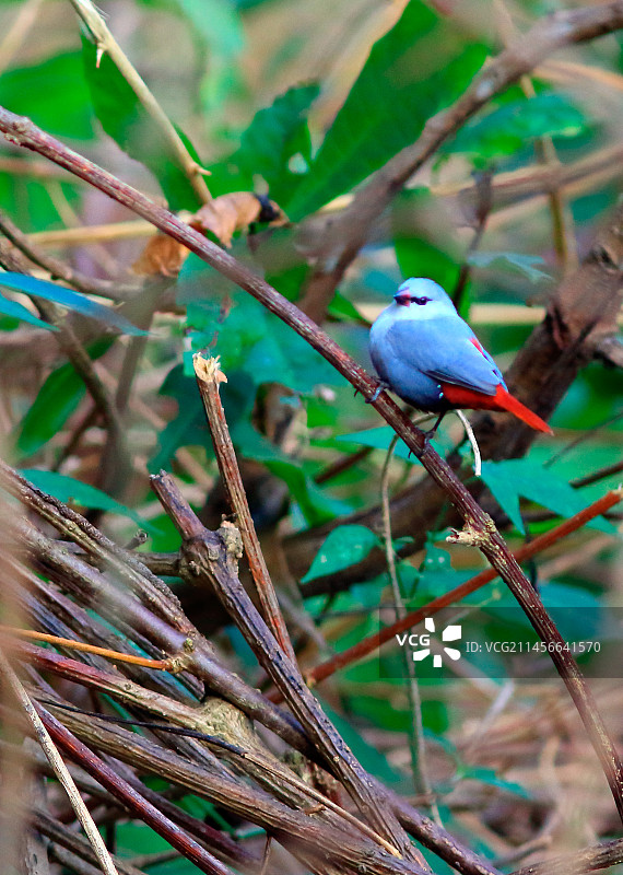 蓝色雀嘴梅花雀，塞内加尔卡萨芒斯图片素材