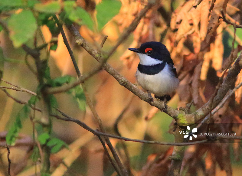 塞内加尔卡萨芒斯树枝上的褐喉肉垂眼鸟图片素材