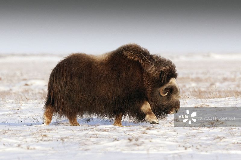 麝牛，美国阿拉斯加州图片素材