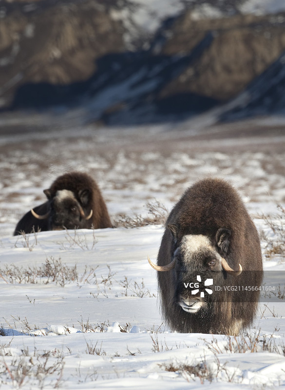 麝牛在阿拉斯加放牧，美国图片素材