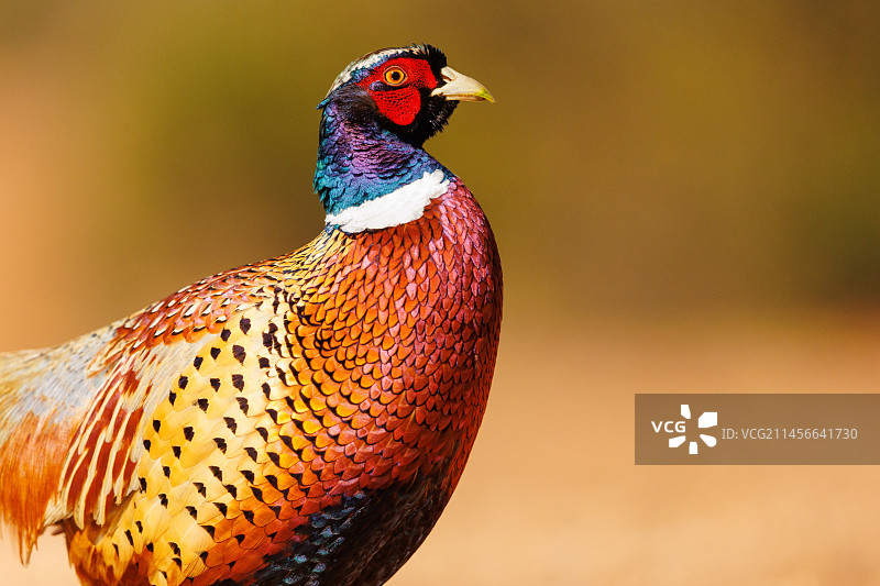 野鸡（雉鸡），在地面上，西班牙卡斯蒂利亚图片素材