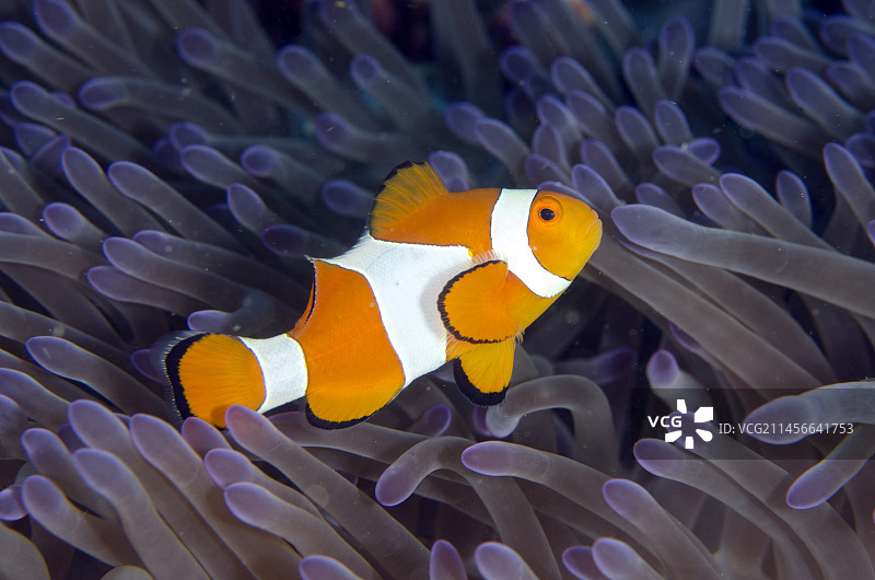 眼斑海葵鱼（Amphiprion ocellaris）与壮丽海葵（Heteractis magnifica），珊瑚花园潜水点，印度尼西亚巴厘岛门姜岸岛图片素材