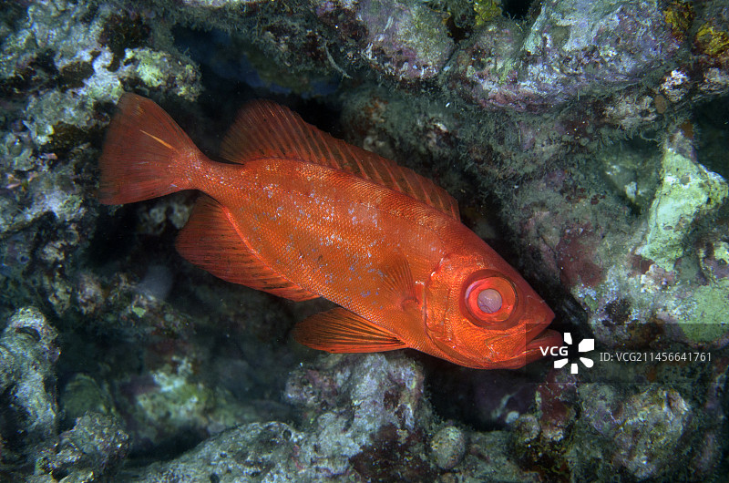日本大眼鲷（Cookeolus japonicus），夜潜，Mimpi海峡潜水点，靠近印度尼西亚巴厘岛Menjangan岛图片素材