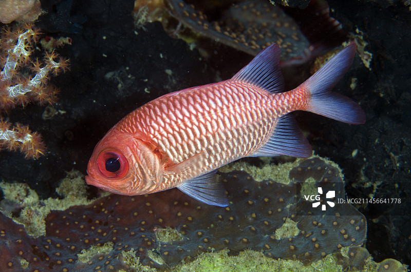 六带鲂鳙，印尼巴厘岛门姜岸岛潜水点图片素材