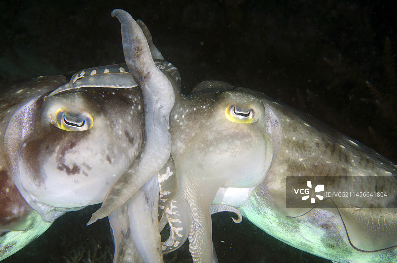 宽鳍乌贼交配（印度尼西亚巴厘岛）图片素材