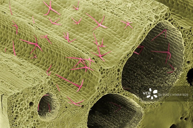 白睡莲的叶柄气管图片素材