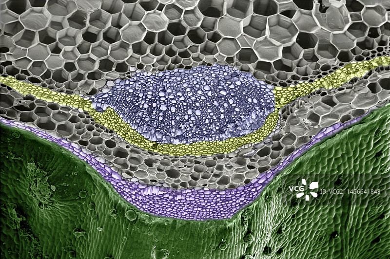 紫麻茎中的细胞分化图片素材