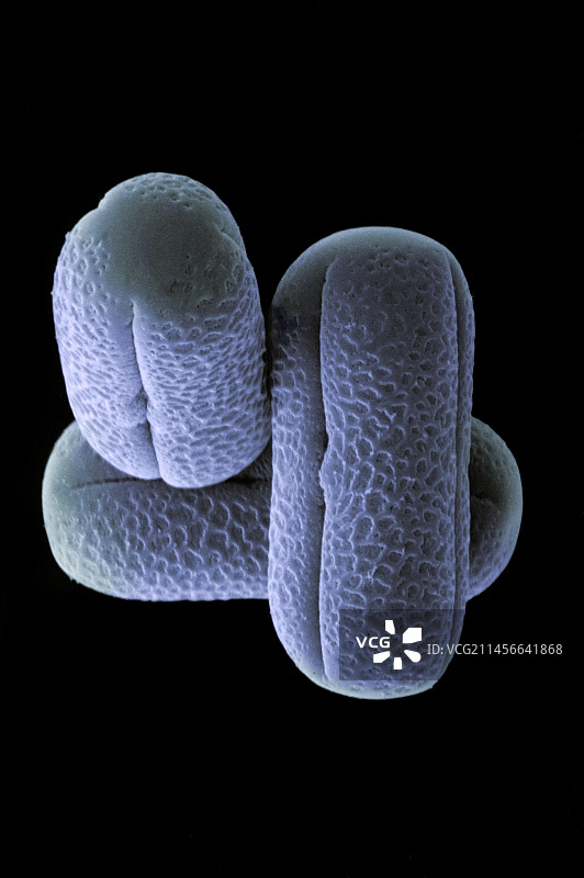 孢粉素的过去与现在图片素材