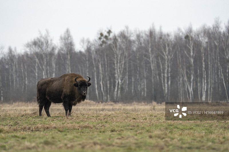 欧洲野牛，位于波兰比亚沃韦扎森林农业区图片素材