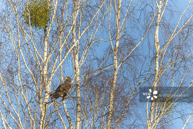 幼年白尾海雕（Haliaeetus albicilla）站在桦树林树枝上，比亚沃韦扎森林联合国教科文组织世界遗产，波兰，欧洲图片素材
