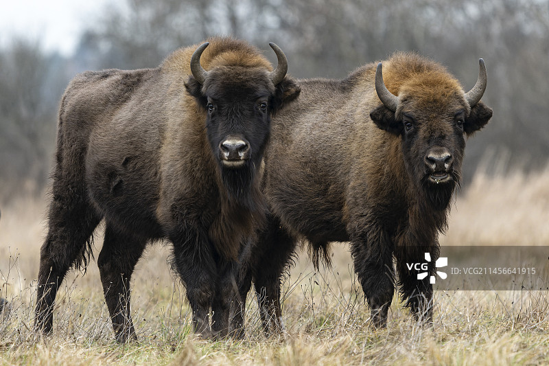 欧洲野牛（Bison bonasus），位于波兰比亚沃韦扎森林联合国教科文组织世界遗产地附近的农田中图片素材
