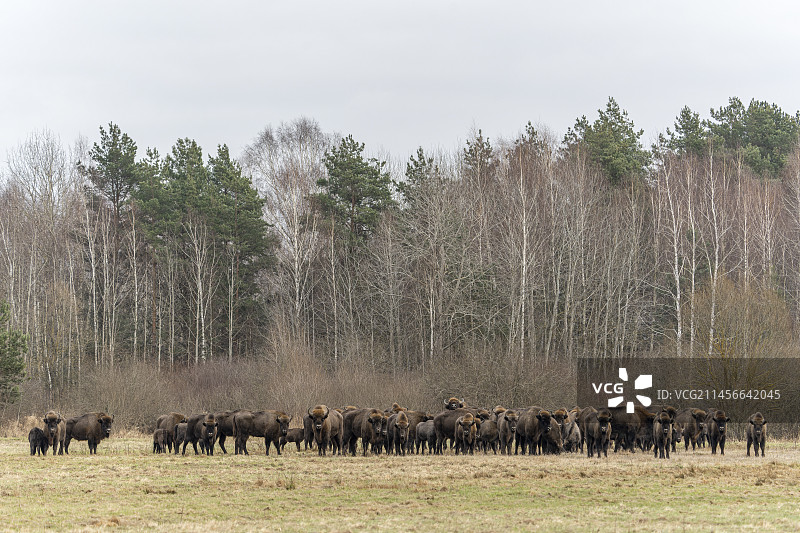 欧洲野牛群，位于波兰比亚沃韦扎森林联合国教科文组织世界遗产地附近的农田中图片素材