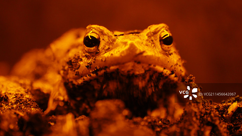实验室里的雄蟾蜍图片素材