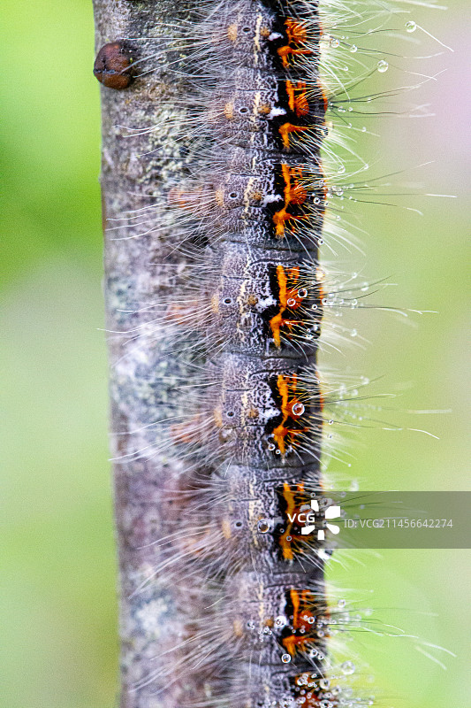 瑞士沃州树枝上的毛毛虫图片素材