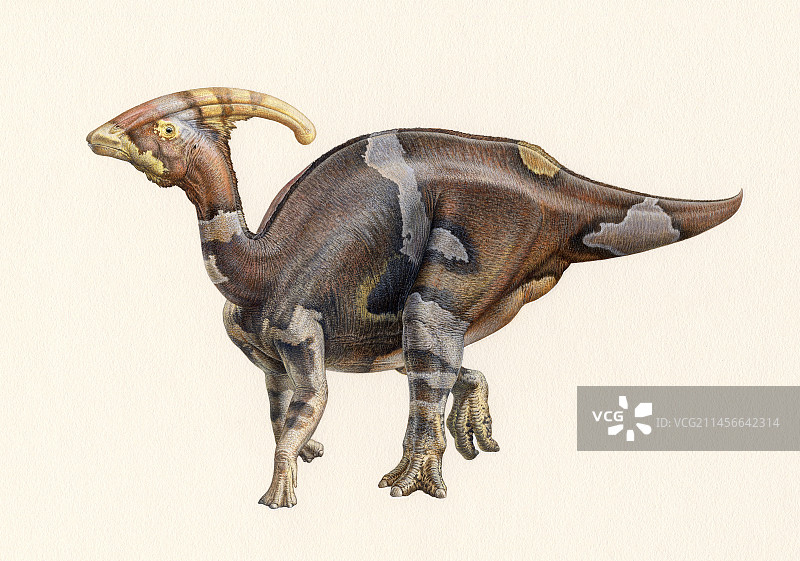 Parasaurolophus恐龙插画图片素材