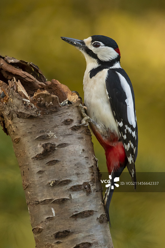 法国伊夫林省：大斑啄木鸟在树干上图片素材