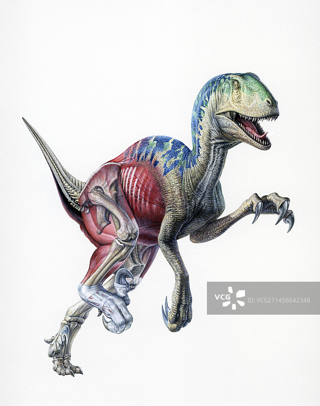 恐爪龙插画图片素材