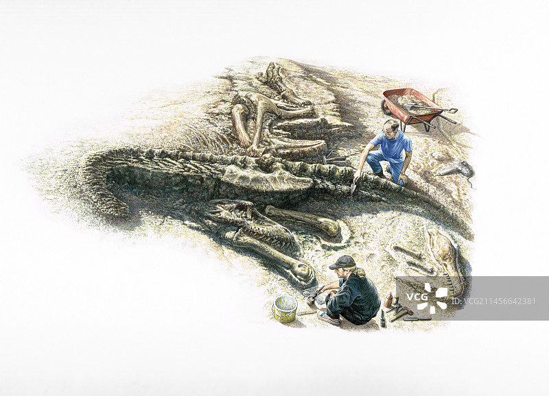 恐龙化石挖掘插画图片素材